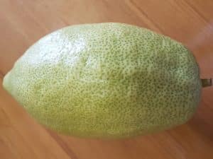 בתמונה: האתרוג של הרב יהודה גמליאל - לונדון תשע"ח
