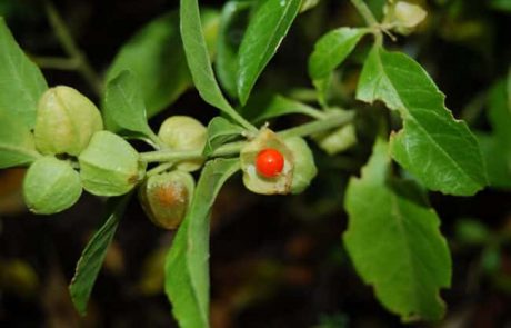 צמח העובב או בשמו הלועזי withania somnifera