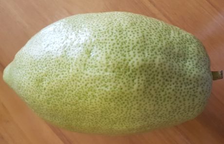 סגולות פרי האתרוג